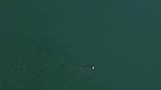 Marine small predators on surface. A view of small predators fishes swim on sea surface under sun.