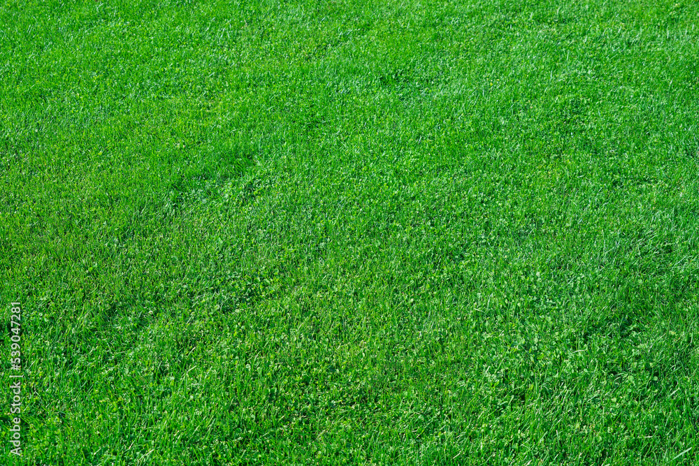 Wall mural real green grass natural background