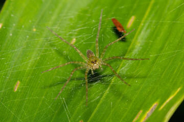 Fototapeta premium aranha verde