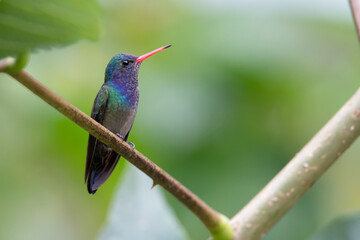 beija-flor-roxo (Chlorestes cyanus)