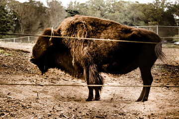American bison in Bison Paddock,Golden Gate Park in San Francisco.