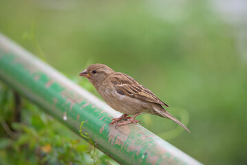 pardal (Passer domesticus)