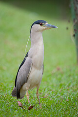 socó-dorminhoco (Nycticorax nycticorax)