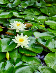 White Water Lily in a Pond