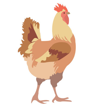 cock painted in flat style. Vector illustration