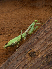 Praying mantis on fence 