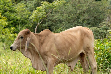 Terneros en campo
