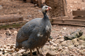 Gallina de Guinea en granja
