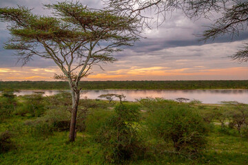 Fototapeta na wymiar Acacia Tree at Sunset, Lake Masek, Serengeti, Tanzania