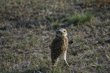 Aves libres en el jardín 