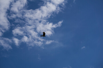 Aves libres en el jardín 