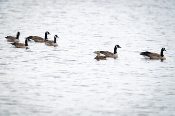 geese and ducks in water