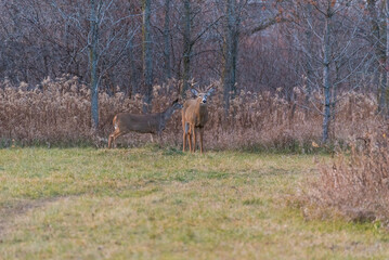 Buck And Doe Deer In The Clearing At Evening