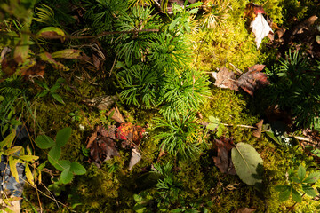 overhead view of mossy ground of forest floor with green plants like growing spruce pine conifer...