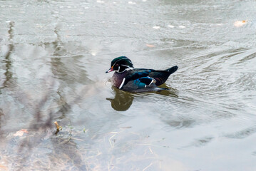 A Male Wood Duck Swimming On The River In November