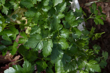 Fototapeta na wymiar Fresh cooking goods. Closeup view of parsley growing in the kitchen garden.