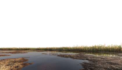 wetland with grass and stones