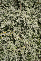 Botany. Closeup view of a Helichrysum petiolare bush, also known as licorice plant, blueish leaves.