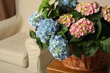 Beautiful hortensia flowers in basket on table indoors