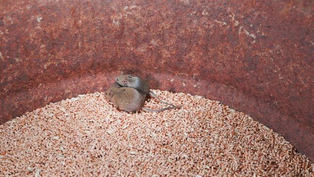 "Field Mice" Imagens – Procure 191 fotos, vetores e vídeos | Adobe Stock