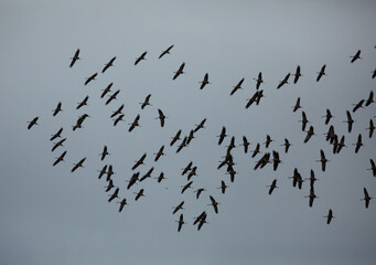 Large flock of cranes flying in grey murky sky. Bird migration time..