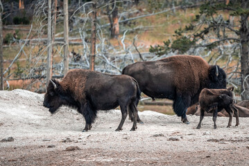 A herd of bison moves quickly along the Firehole River in Yellowstone National Park near Midway Geyser Basin. American Bison or Buffalo in Yellowstone National Park USA Wayoming