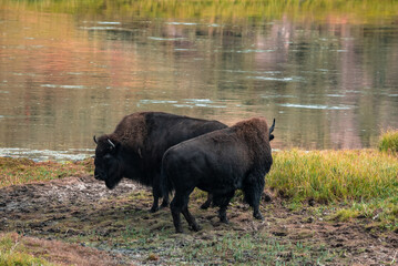 A herd of bison moves quickly along the Firehole River in Yellowstone National Park near Midway Geyser Basin. American Bison or Buffalo in Yellowstone National Park USA Wayoming