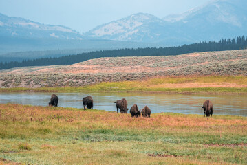 A herd of bison moves quickly along the Firehole River in Yellowstone National Park near Midway Geyser Basin. American Bison or Buffalo in Yellowstone National Park USA Wayoming