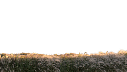 pampas grass field, feather grass isolated