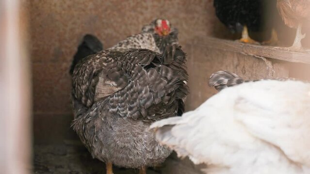Chickens in an aviary clean their feathers and rest close-up