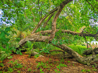 Obraz premium Green Jungle Background in Costa Rica