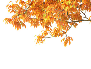 Variety of autumn trees, trees top and tree branches in autumn