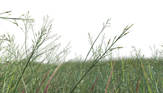 grass field isolated