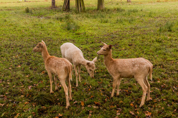 Obraz na płótnie Canvas White variety of European fallow deer in the game enclosure in Castolovice, Czech Republic