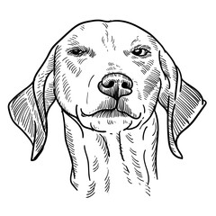 Vintage hand drawn sketch Treeing Walker Coonhound dog head