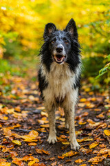 Fototapeta na wymiar Collie breed dog in an autumn forest