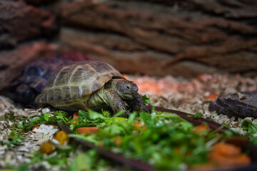 A beautiful little turtle is eating a salad.
