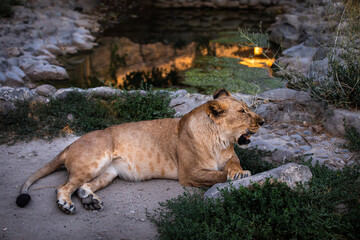Naklejka na ściany i meble The lioness is resting on the grass.