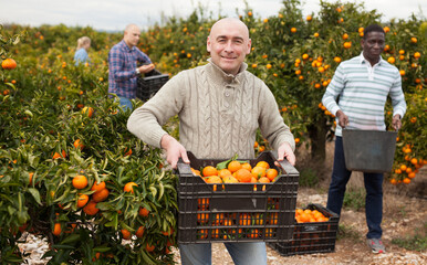 Obraz premium Portrait of adult farmers in process of harvesting tangerines on organic plantation