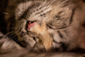 Snout of a young Maine Coon cat