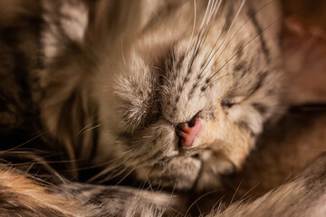 Snout of a young Maine Coon cat