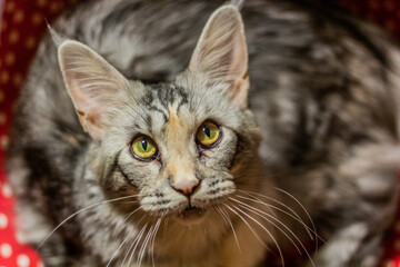 Naklejka na ściany i meble Portrait of a young Maine Coon cat