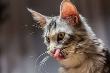 Young Maine Coon cat licking herself