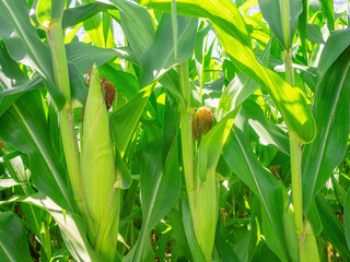 Corn planting field or cornfield, with details of its green color and unripe corn cobs