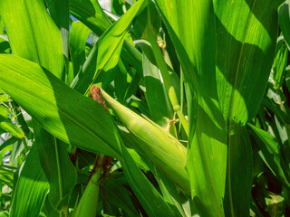 Corn planting field or cornfield, with details of its green color and unripe corn cobs