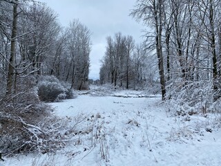 snow covered trees