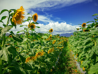 Sunflowers in a field of flowers on a sunny day with blue sky in the background