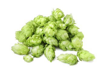 Fresh ripe green hops on white background