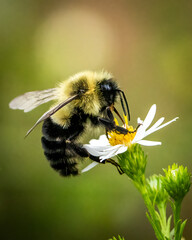 Fototapeta Bumble bee on a flower obraz