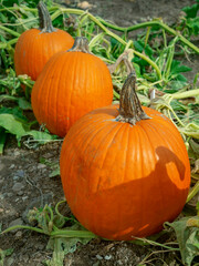 Harvesting big orange pumpkins on the farm